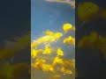 The electric yellow cichlid full stock