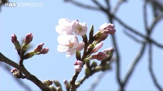 平年より２日早く　金沢でソメイヨシノ開花