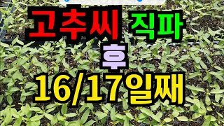 고추육묘 16/17일째                         물관리 감~~잡았어요