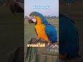 นกแก้ว เปิดการมองเห็น birds สัตว์โลกน่ารัก animals macaw น่ารัก ความสุข ความรัก นกแก้ว