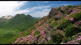 九重山平治岳ミヤマキリシマ   Hiking to Mt. Kuju in Japan.