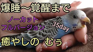 寝続けるインコ最後の大あくびが あ～良く寝た🥱って感じ😍時間ない方ぜひチャンネル登録🙏#セキセイインコ #癒し #ヒーリング