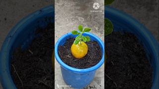 How To Grow A Lemon Tree From Lemon 🍋 #shorts