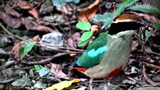 Taiwan-YiLan-fairy pitta-2011Jun-breeding juveniles