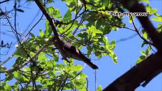 Red-chested Cuckoo calling his \