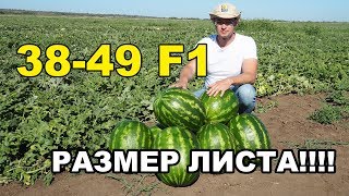 ПРОДОЛЖЕНИЕ! Уникальный гибрид арбуза 38-49 F1. РАЗМЕР ЛИСТА!!!!