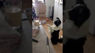 小狗狗整天要吃要喝的你会怎么办？—border collie Mia