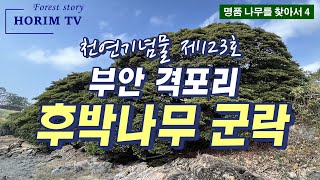 부안 격포리 후박나무 군락(천연기념물 제123호), 숲 전문 HORIM-TV