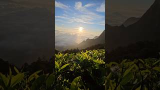 കൊളുക്ക് മല ❤️ | Epic  Kolukkumalai sunrise, The highest tea estates #kolukkumalai  #munnar