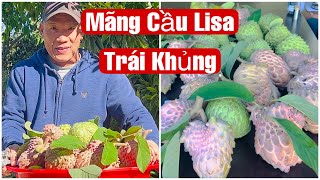 Mãng Cầu Lisa Và Nhiều Giống Lạ || MÂY XANH || Video 70