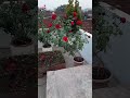 rose plants rose varieties garden flowers gardening viralshort