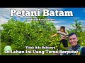 BATAM TERKINI - UANG SELALU BERPUTAR DI LAHAN INI - PINTARNYA PETANI BATAM INI - KEBUN JERUK NIPIS