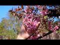 thai sakura wild cherry trees blooming in northern thailand