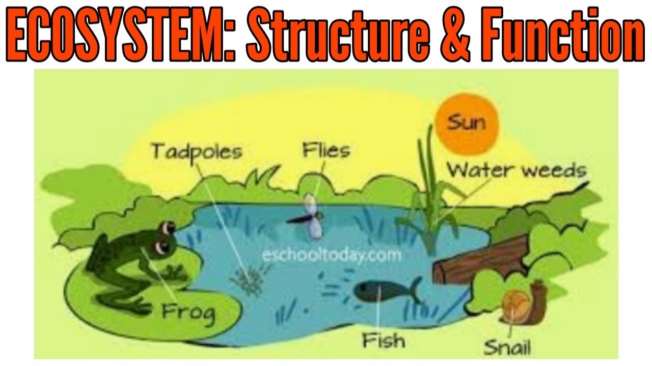 Structure Of Ecosystem