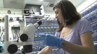 NEI-LabTV Profile: Mariana Rius, Ophthalmic Genetics \u0026 Visual Function Branch