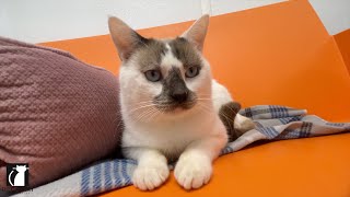 Siamese Cat Markings Explained: Snowshoe, Lynx Point & More!