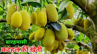 All time Jackfruit farming, All season बारहमासी कटहल की खेती कैसे करें,  jackfruit kathal ki kheti,