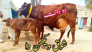 Jersey Cholistani Cross Cow 🐮 For Sale (03040769739) In Pakistan. Dec 23, 2024