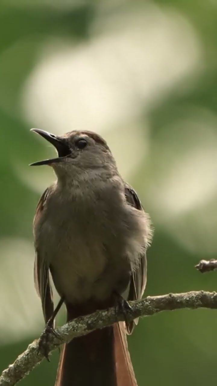 Gray Catbird Call - YouTube