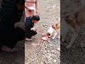 dog lover feeding stray dogs a simple act of kindness🐶 dog lovers dog short