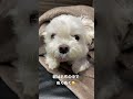 shorts a dog s face that doesn t want to get out of the blanket 🐶 maltese