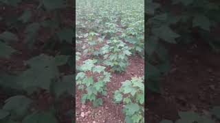 cotton sucking pests damage #agriculture #satisfying #short