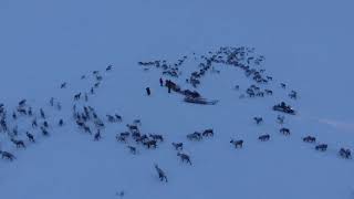 Vasara Reindeer Herd in Kilpisjärvi, Finland