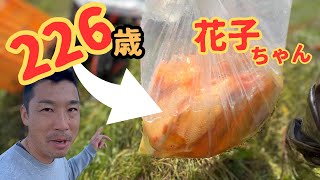 【花子ちゃん】錦鯉ではない？原種#緋鯉#赤鯉#koifish #koi #塩田養鯉場