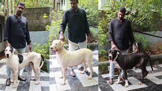 Original Pakistan Bully Kutta Dogs  കാവലിന് ഇവരേക്കാൾ നല്ല ഡോഗ്സ് ഉണ്ടോ