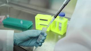 PureBlu™ Hoechst 33342 Nuclear Staining Dye for Live Cells - A Fast Approach to Staining Nuclei