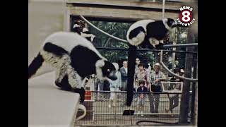 San Diego Zoo crowds 1967