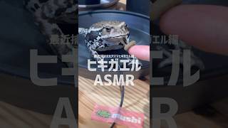 3月に捕まえたヒキガエルがこうなりました #frog