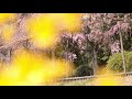 【京都 桜の名所】鴨川の桜 cherry blossom and the kamo river（kyoto japan）