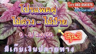 Ep.2❌ปิดรายการขายทุกชุดค่ะ❌083-054-1875 Fb.บ้านนะ บอนสี