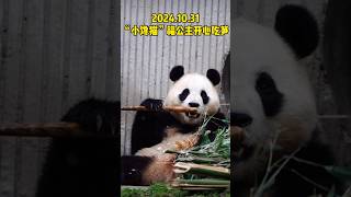 10.31“小馋猫”福公主开心吃笋笋，最近福宝不爱吃竹子就爱吃竹笋#panda #大熊貓 #大熊猫福宝 #大熊猫 #푸바오