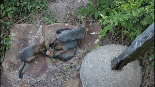 sleepy fox pile