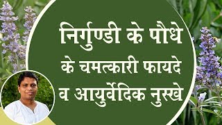 निर्गुण्डी (Five Leaved Chaste) के पौधे के चमत्कारी फायदे व आयुर्वेदिक नुस्खे | Acharya Balkrishna