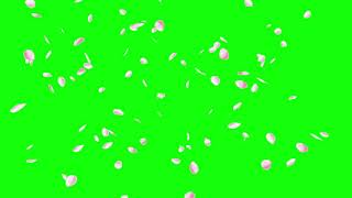 Green screen Petal shower | Free Download