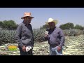 Tierra Fértil Tv - Producción de Agave orgánico (01.07.23)