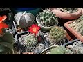 Моя коллекция кактусов июнь 2022 кактусы cactus