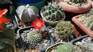 Моя коллекция кактусов июнь 2022 #кактусы #cactus