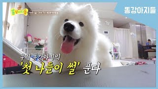 인싸견 홍시의 보람찬 하루[똥강아지들]