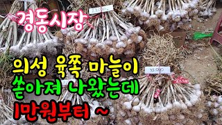 의성 육쪽 마늘이 엄청 많이 나왔는데 시세도 너무 착해 깜놀했어요