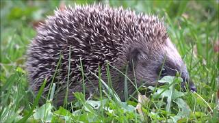 Hedgehog in the garden