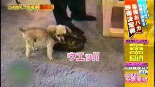 バカデミービデオ・靴の匂いにむせる犬