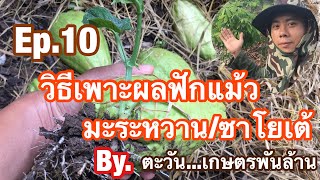 Ep.10 ฟักแม้ว/มะระหวาน/ซาโยเต้