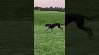 🐶 GREYHOUND DOGS: THE FASEST DOG BREED IN THE WORLD 💨 🏃‍♀️ #shorts