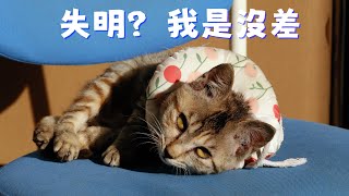 小奶貓左眼突然起霧，原來已經失明，幸好救回来了｜西樹 Xishu\u0026Cats