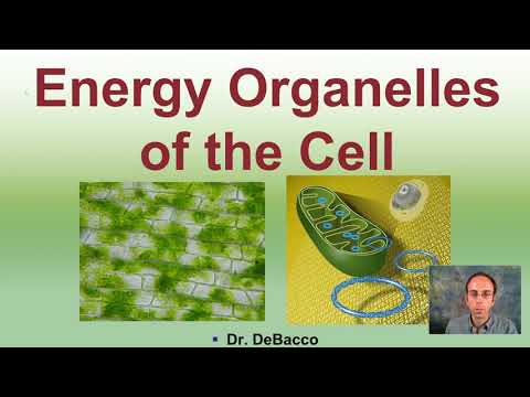 What organelle uses solar energy to synthesize carbohydrates?