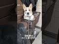 のせただけ。 コーギー corgi